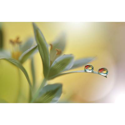 Fototapete PAPERMOON "Zen Wassertropfen mit Blume Makro", bunt, B:4m L:2,6m, Vlies, Tapeten