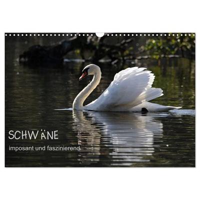 Schwäne - imposant und faszinierend (Wandkalender 2027 DIN A3 quer), CALVENDO Monatskalender