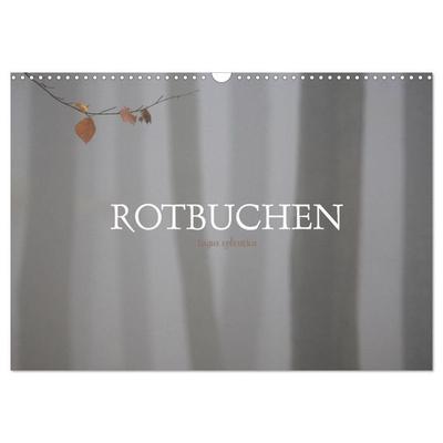 Rotbuchen (Wandkalender 2027 DIN A3 quer), CALVENDO Monatskalender