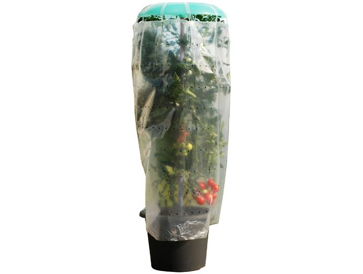 Pflanzenschutzdach KHW Tomatenhut , grün (grün, transparent, anthrazit), H:120cm, Gewächshäuser, Pflanzenschutzdach, inkl. Stab und Schutzfolie, BxH: 49x120 cm