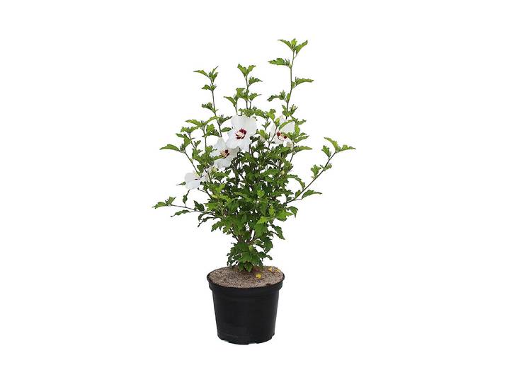 Hibiscus syriacus weiss-rot 60-80cm inklusive Topf