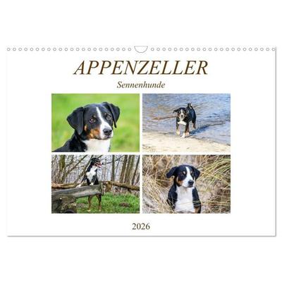 Appenzeller Sennenhunde (Wandkalender 2026 DIN A3 quer), CALVENDO Monatskalender
