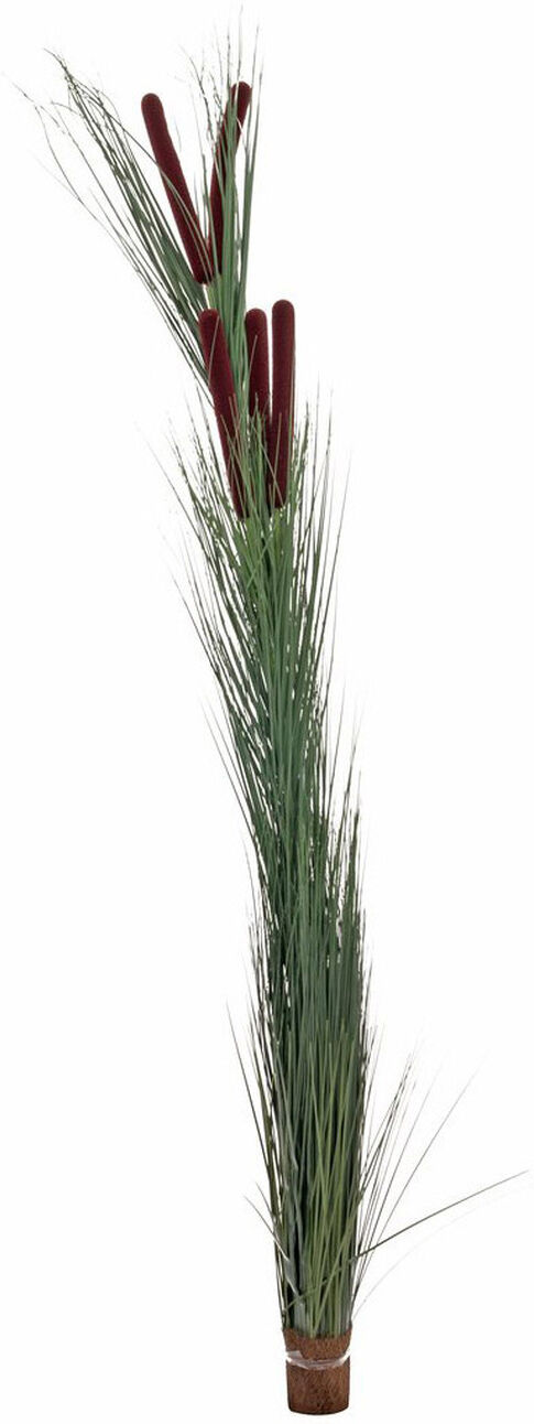 Europalms Schilfgras Mit Kolben, Dunkelgrün, 152cm