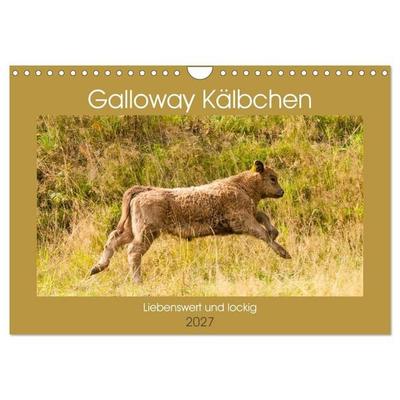 Galloway Kälbchen - Liebenswert und lockig (Wandkalender 2027 DIN A4 quer), CALVENDO Monatskalender