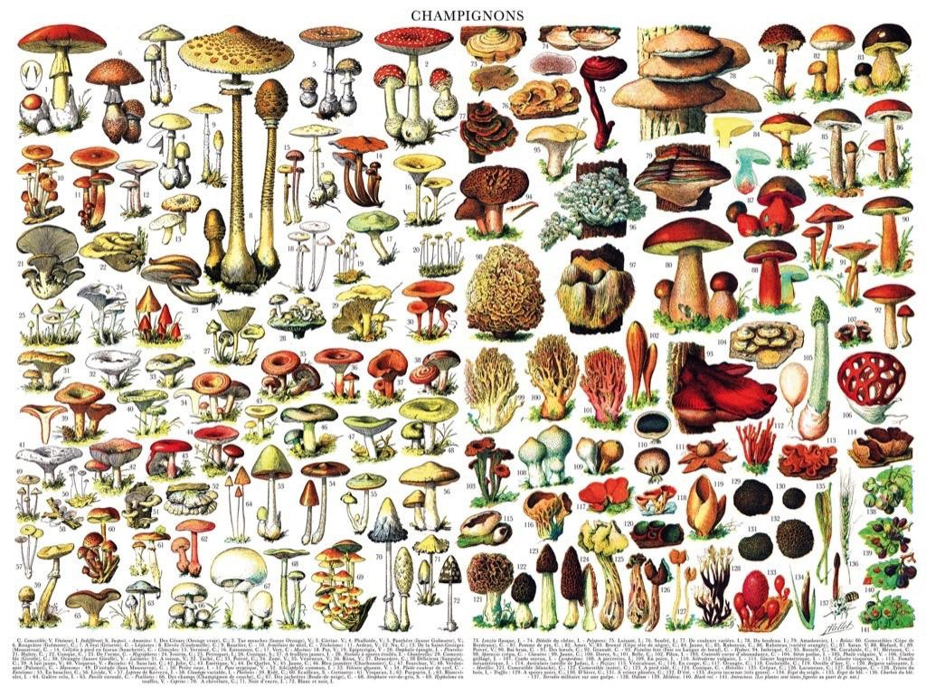 New York Puzzle Company Puzzel Pilzen - 1000 stukjes - Vintage plantenmotief