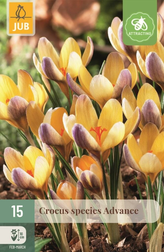 JUB Crocus Advance 15 bloembollen