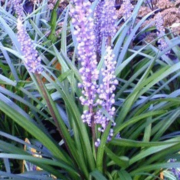 6 x Glöckchentraube Liriope muscari Ingwersen Arborix - Pot van 9x9 cm