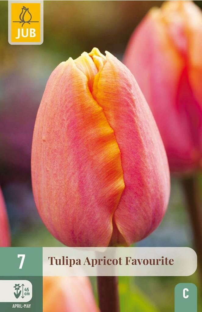 Jub Tulpen Apricot Favourite - 7 Tulpenbollen