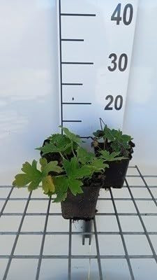 6x Monnikskap Aconitum lamarckii in 9x9 cm pot