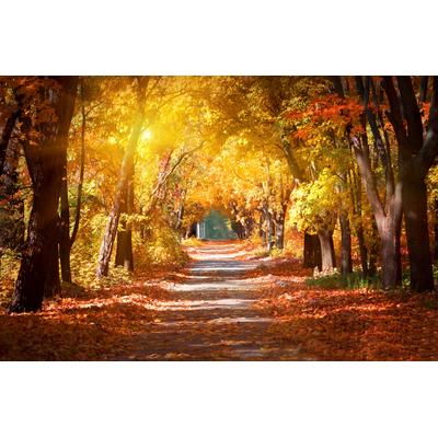 Fototapete PAPERMOON "Alley in the Autumn Park", bunt, B:2,5m L:1,86m, Vlies, Tapeten
