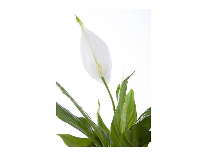 Qualité & Prix Blattfahne Spathiphyllum ⌀ 24 cm