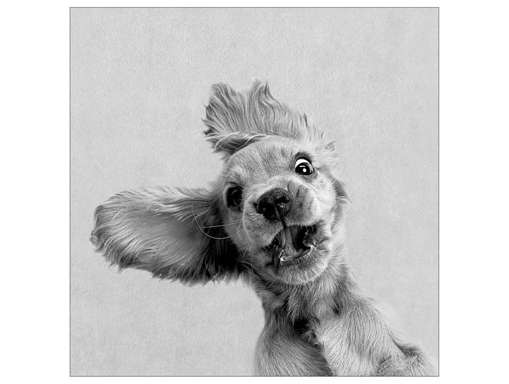 Tableau Chien drôle I Cadre : panneau de fibres de bois MDF Revêtement : toile Gris 40 x 40 x 2cm