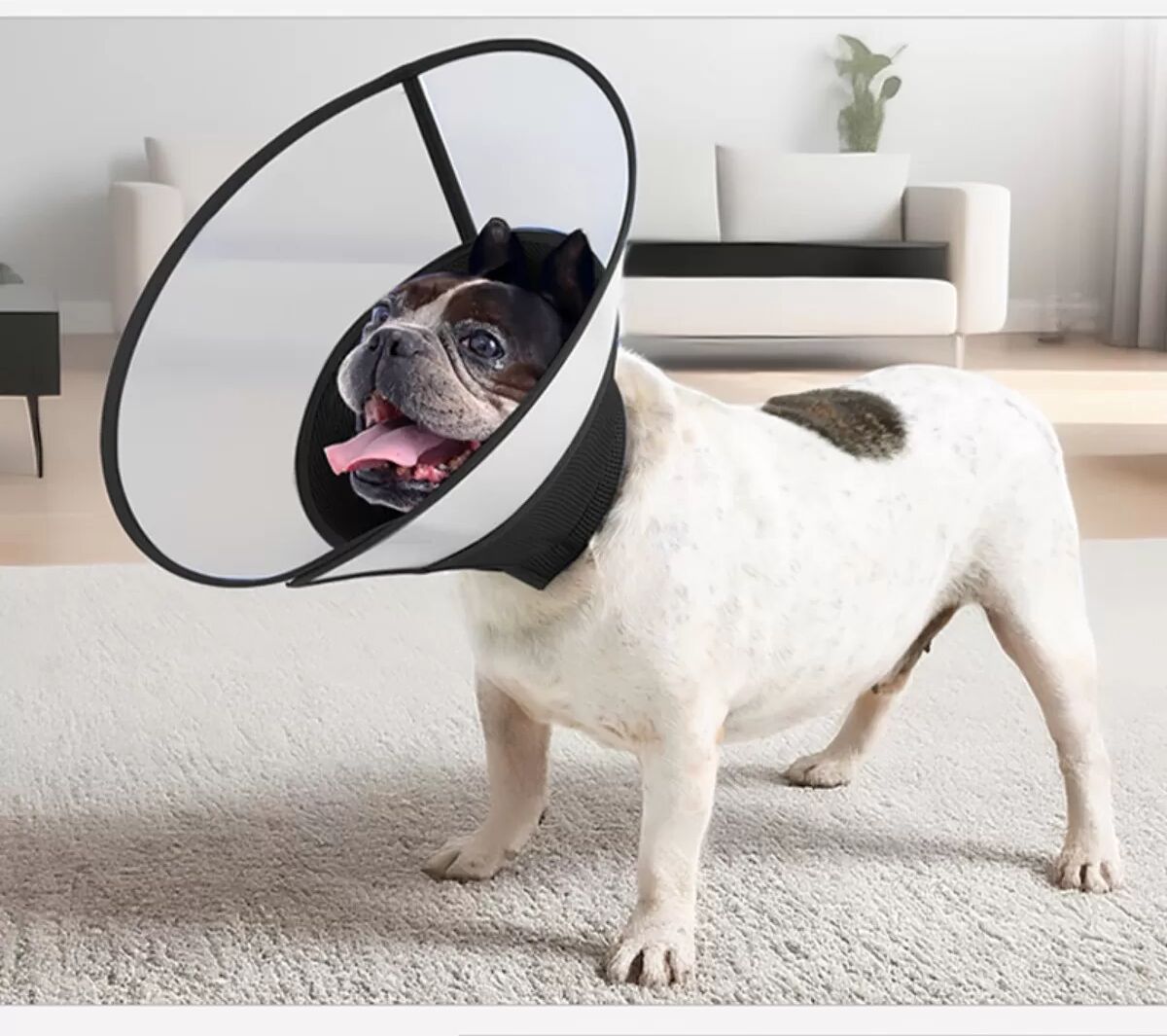INF Faltbarer wasserdichter Hundekragen Anti-Leck Elizabethan-Kragen mit atmungsaktivem Mesh und PVC – verstellbarer L