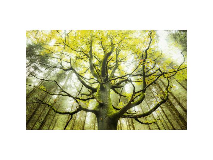 Fototapete, Grün, Graphik, 450x280 cm, Tapeten & Wandverkleidungen, Fototapeten