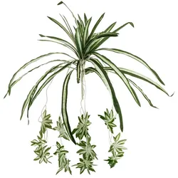 EUROPALMS Grünlilie, künstlich, 60cm