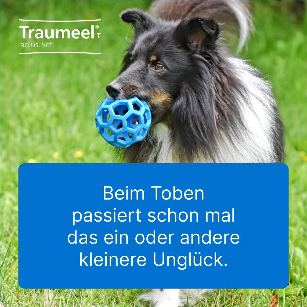 Traumeel VET Traumeel T ad us.vet.Tabletten 100 St Tabletten