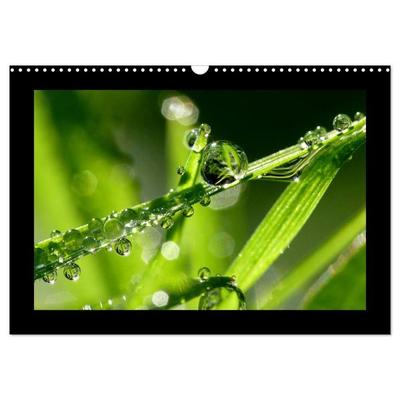 Meine kleine grüne Wassertropfen Welt (Wandkalender 2026 DIN A3 quer), CALVENDO Monatskalender