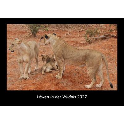 Löwen in der Wildnis 2027 Fotokalender DIN A3