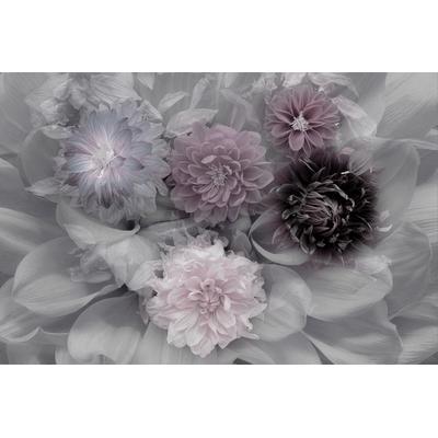 Fototapete PAPERMOON "Photo-Art INGE SCHUSTER, DAHLIA DREAM", bunt, B:5m L:2,8m, Vlies, Tapeten