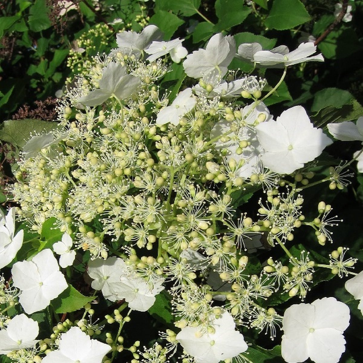 Klimhortensia Hydrangea anomala petiolaris - 60-80 cm