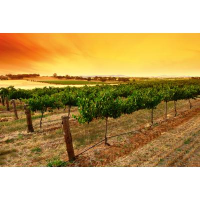 Fototapete PAPERMOON "Sunrise Vineyard", bunt, B:2m L:1,49m, Vlies, Tapeten
