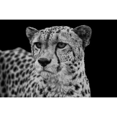 Fototapete PAPERMOON "GEPARD-LÖWE PUMA TIGER JAGUAR SCHWARZ WEIß WANDBILD XXL", bunt, B:2,5m L:1,86m, Vlies, Tapeten