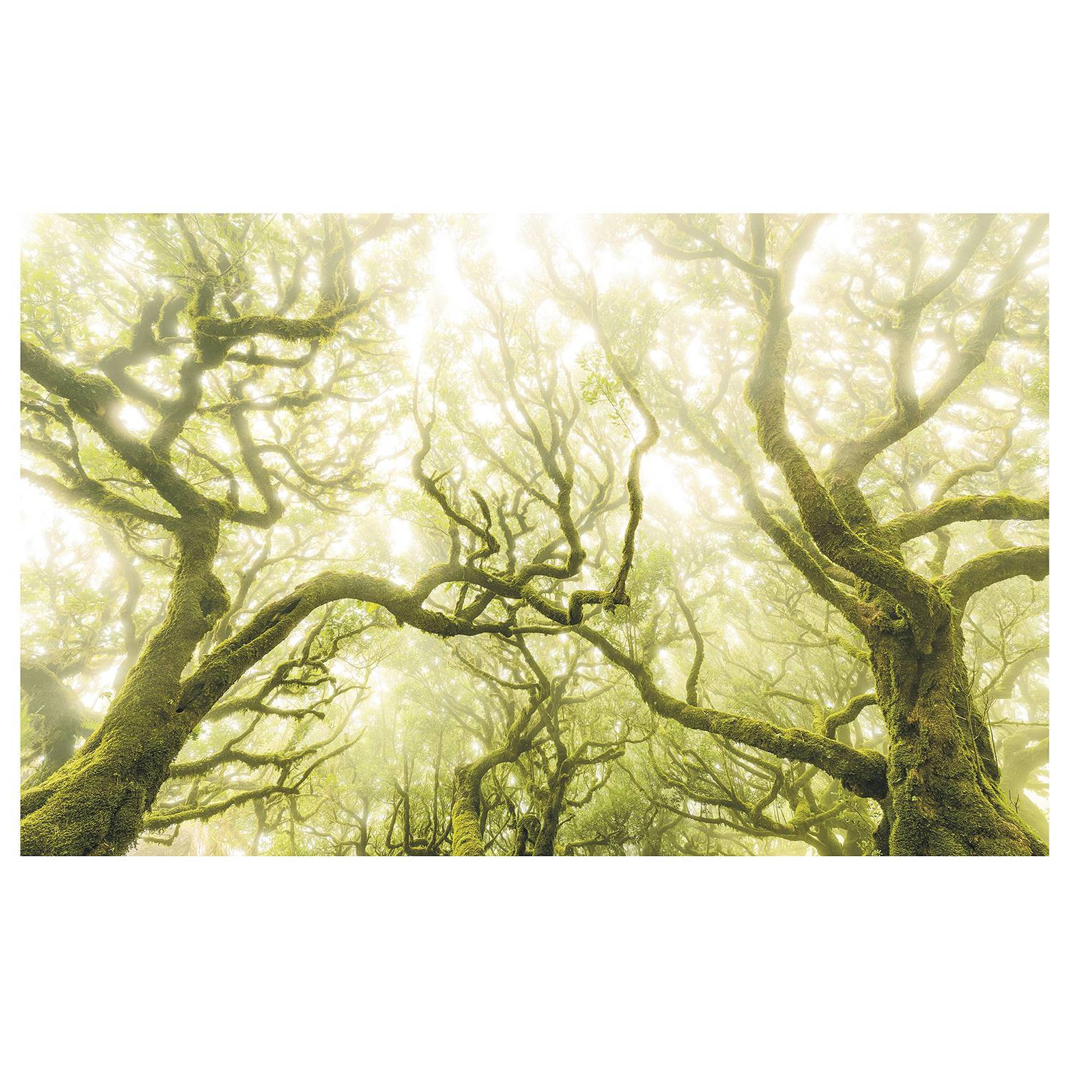 home24 Fotobehang Green Fire B: 400 cm, H: 250 cm
