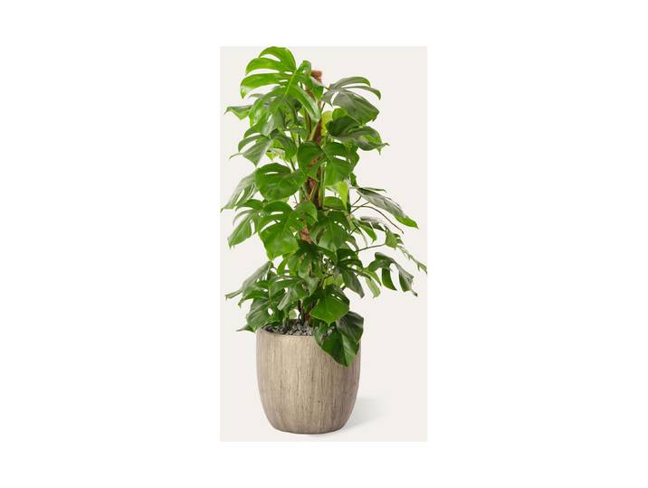 Premium Hydro-Monstera ⌀ 40 cm Höhe: 100 cm