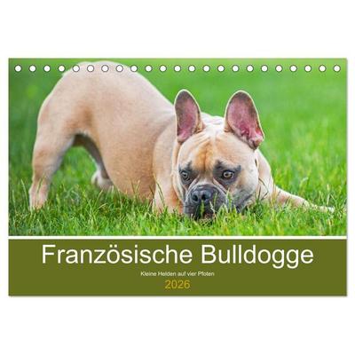 Französische Bulldogge - Kleine Helden auf vier Pfoten (Tischkalender 2026 DIN A5 quer), CALVENDO Monatskalender