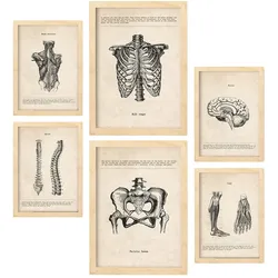 POSTER Set Mit 6 Von Kopf Bis Fuß Medizinische Illustrationen Im Vintage Von Anatomie, Körperteilen, Knochen & Muskeln A3 & A4 Rahmen Aus Hellem Holz