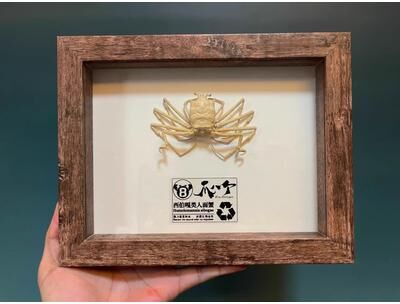 Inspire Select Real Crab Specimen Display Handcrafted Preserved Crab Ornament For Collectors & Unique Home Decor with Frame 6