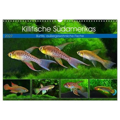 Killifische Südamerikas (Wandkalender 2027 DIN A3 quer), CALVENDO Monatskalender