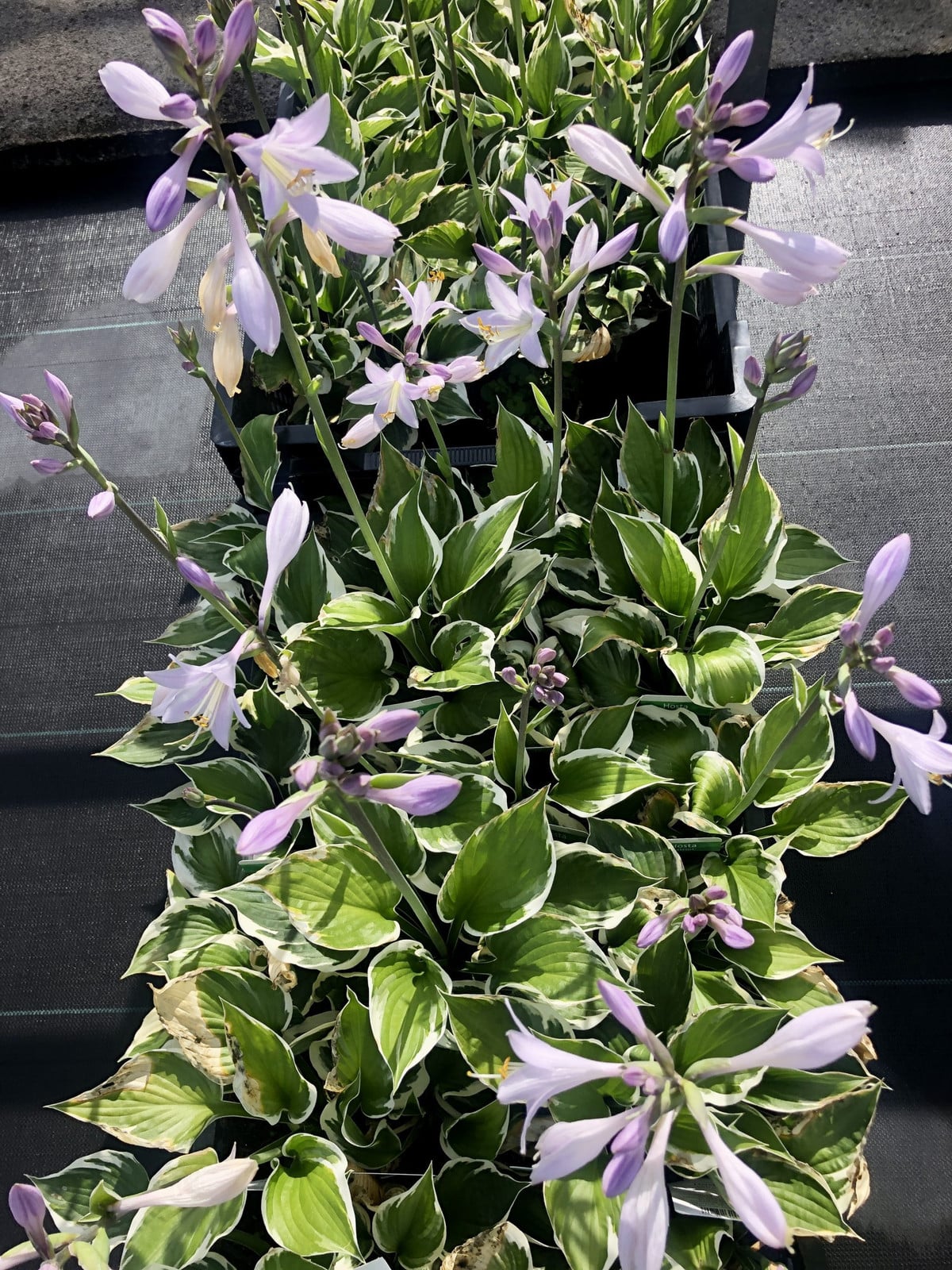 6 x Hosta hybrida Patriot Funkie in pot van 9 x 9 cm van GRDplanten