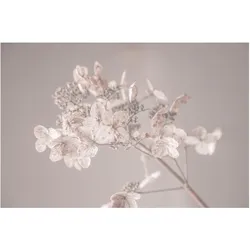 FOTOTAPETE Zarte weiße Hortensie 288/190 cm