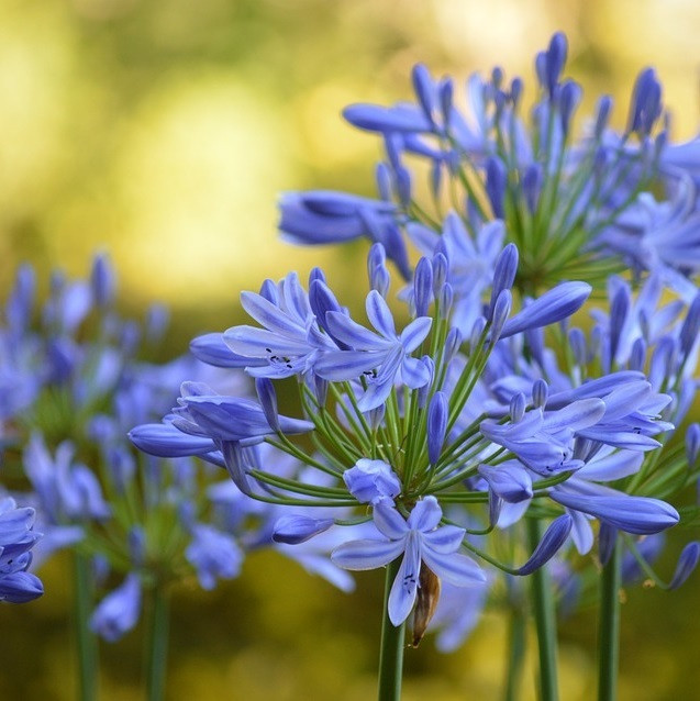 6 x Agapanthus africanus Blue Giant Schmucklelie in pot van 9x9 cm van Arborix