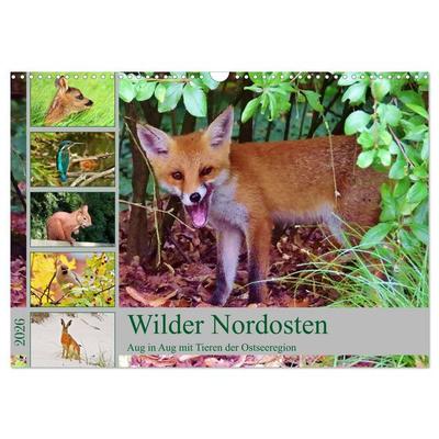 Wilder Nordosten - Aug in Aug mit Tieren der Ostseeregion (Wandkalender 2026 DIN A3 quer), CALVENDO Monatskalender