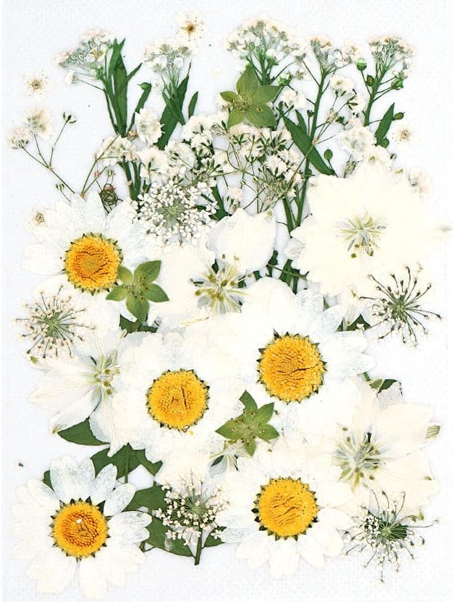 Gedroogde Persbloemen - Natuurlijke Kleurrijke Droge Bloemen voor Creatieve Projecten