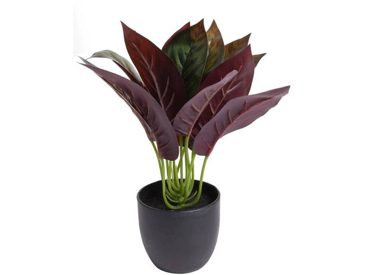Künstliche Zimmerpflanze BOTANIC-HAUS Calathea , grün, B:20cm H:20cm T:20cm Ø:20cm, Kunststoff, Kunstpflanzen, Künstliche Zimmerpflanze