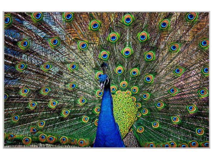 Bild mit Rahmen Stolzer Pfau image LAND