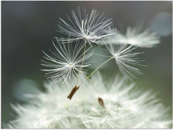 Wandbild ARTLAND Pusteblume Facility , weiss (farbe bild(er): weiß), B:60cm H:45cm, Bilder, Wandbild, als Alubild, Leinwandbild, Poster in verschied. Grössen