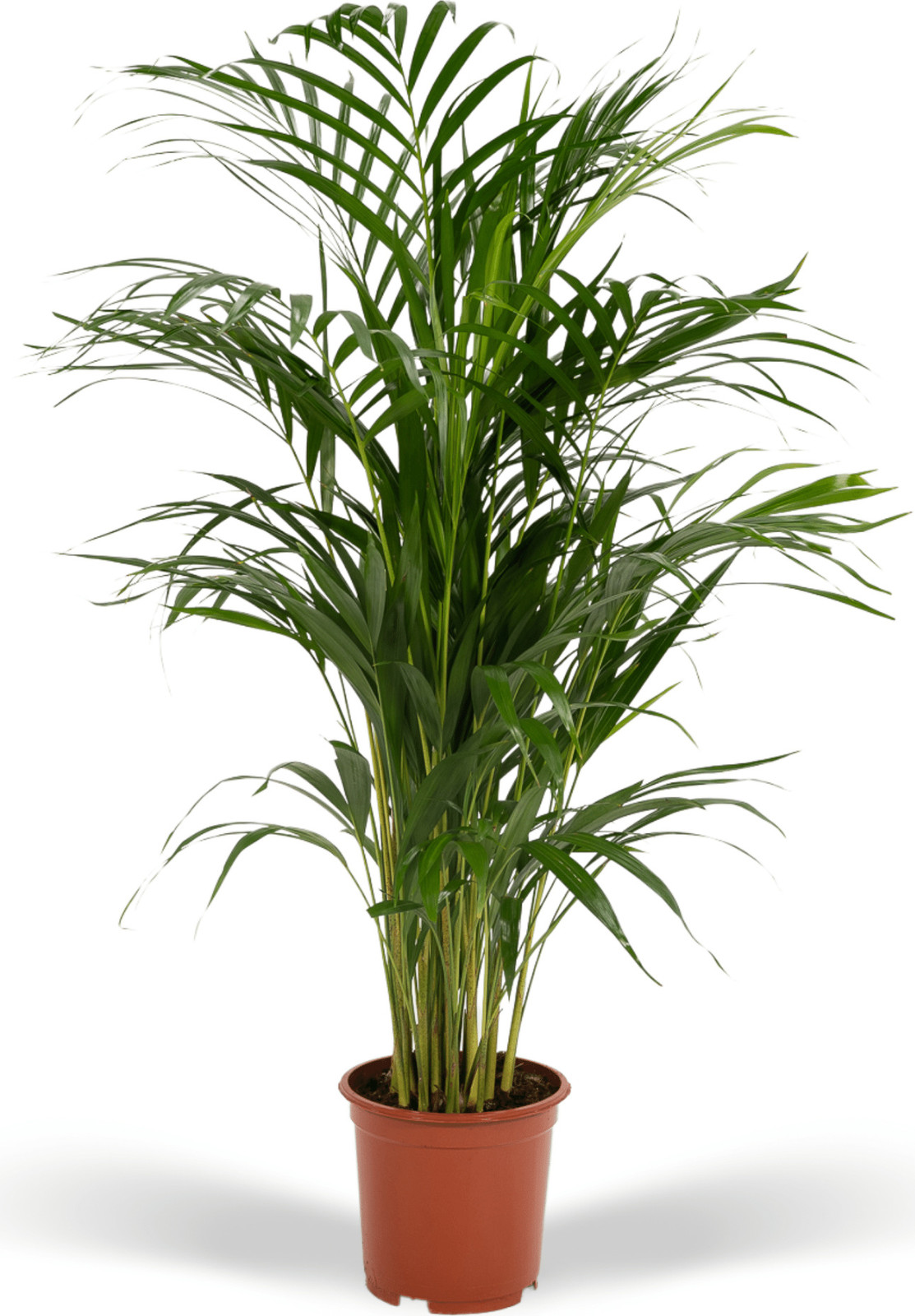 Everyplants Arecapalm