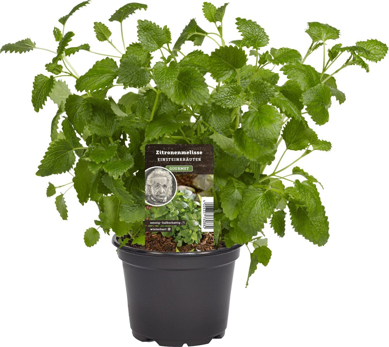 Pflanzen Einsteinkräuter Zitronenmelisse 12 cm Topf