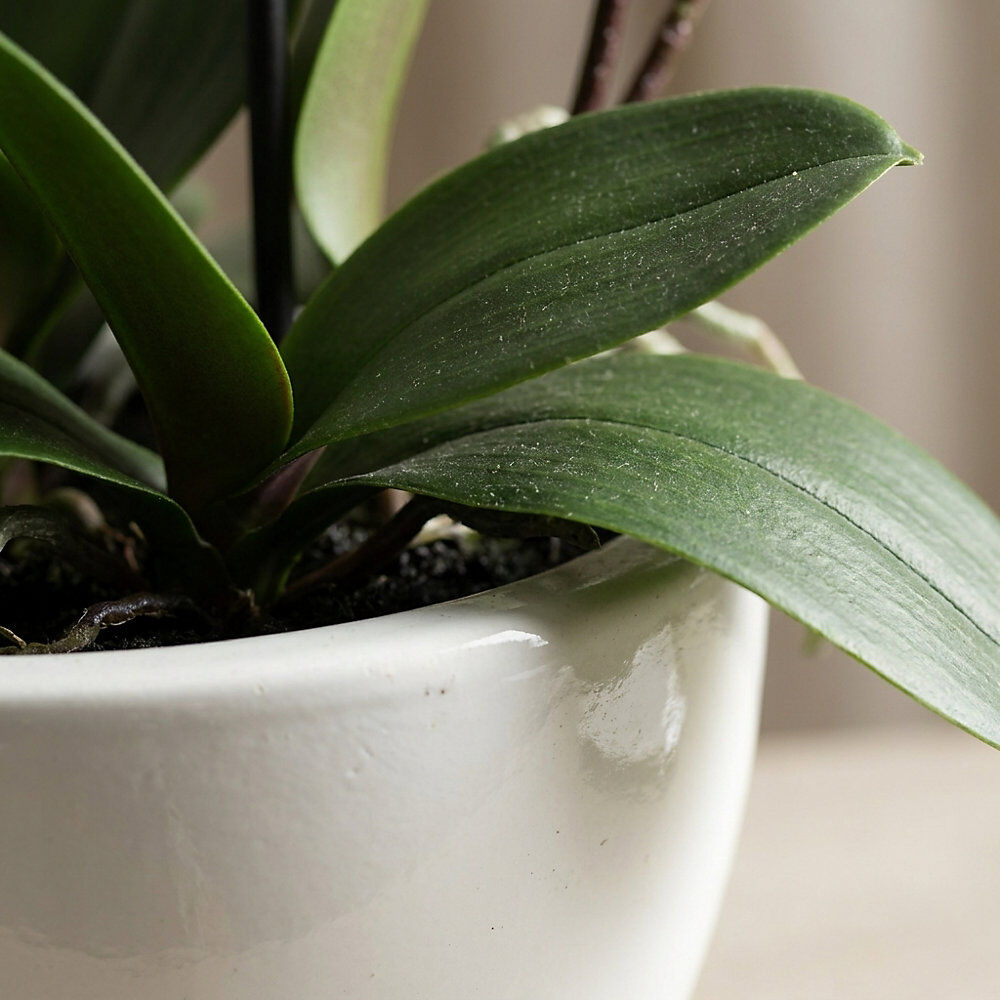kaiserkraft Phalaenopsis, Höhe 520 mm, im Keramiktopf, Blüten rosa, 3D-Print