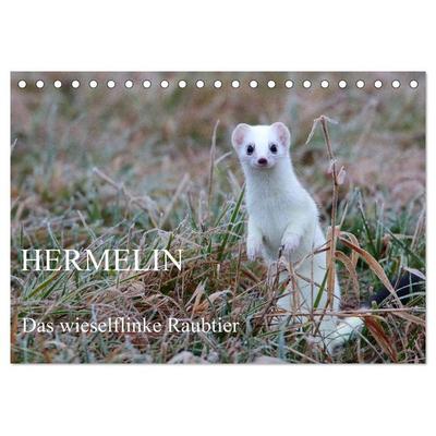 Hermelin - das wieselflinke Raubtier (Tischkalender 2026 DIN A5 quer), CALVENDO Monatskalender