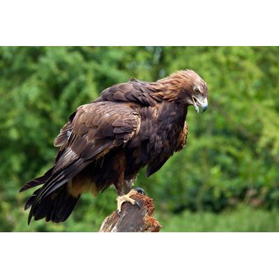 Fototapete PAPERMOON "GOLDENER ADLER-STEINADLER HIGHLAND SCHOTTLAND VOGEL", bunt, B:4,5m L:2,8m, Vlies, Tapeten