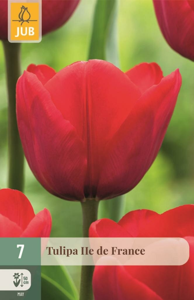JUB Tulpenbollen Triumph Ile de France, 7 stuks