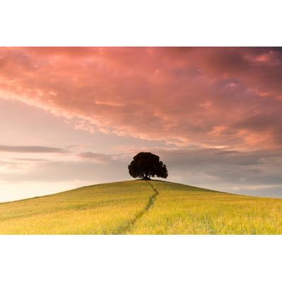 Fototapete PAPERMOON "Baum im Blumenfeld", bunt, B:4,5m L:2,8m, Vlies, Tapeten