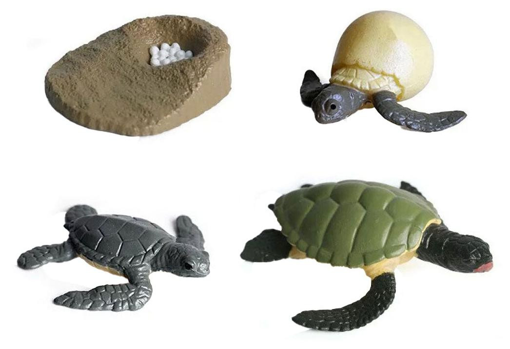 Cycplus Speelset Schildpad Levenscyclus