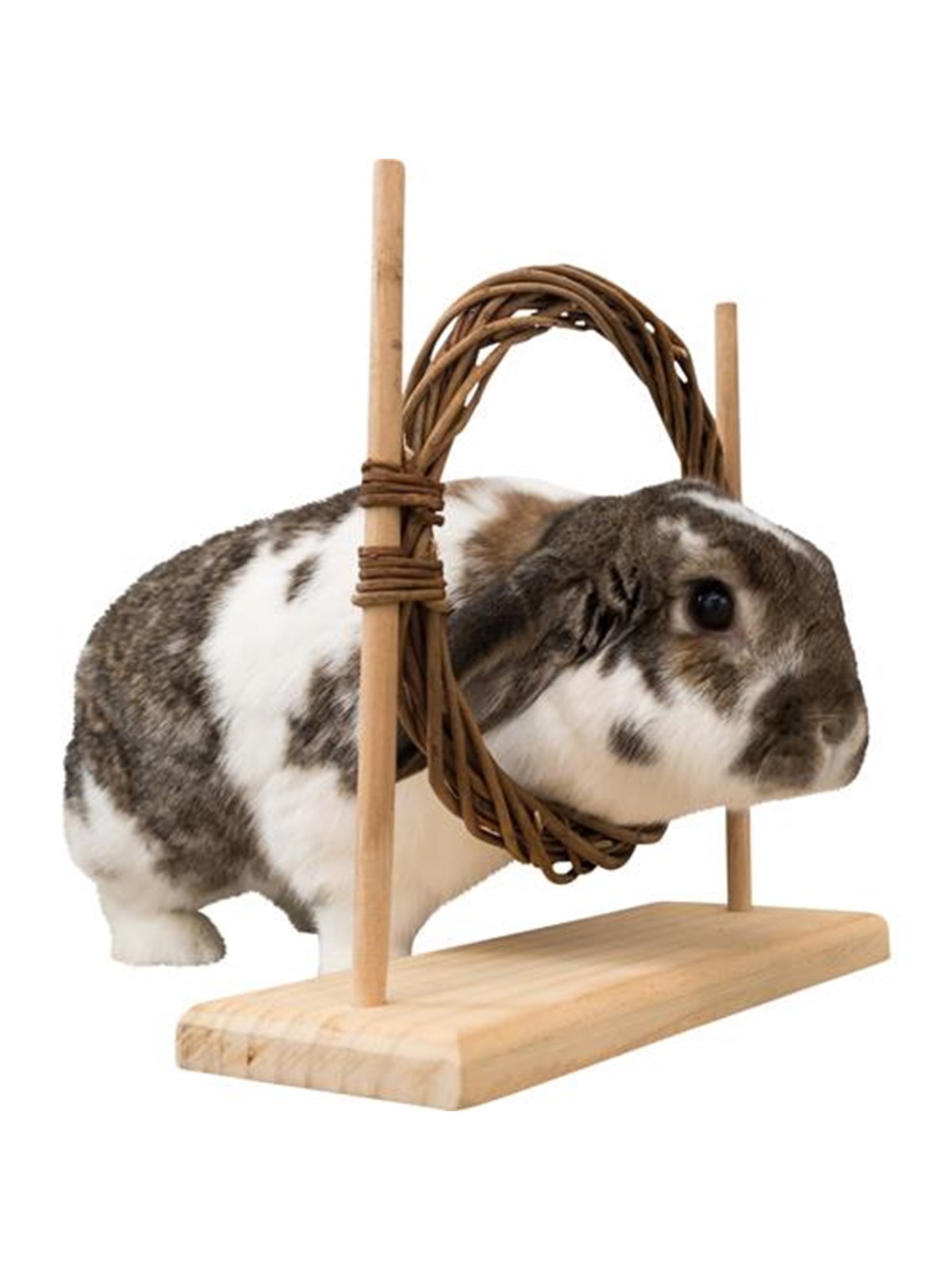 Trixie Kleintier-Agility-Set mit Ring & Hürde für Ratten Zwergkaninchen 28x26x11cm