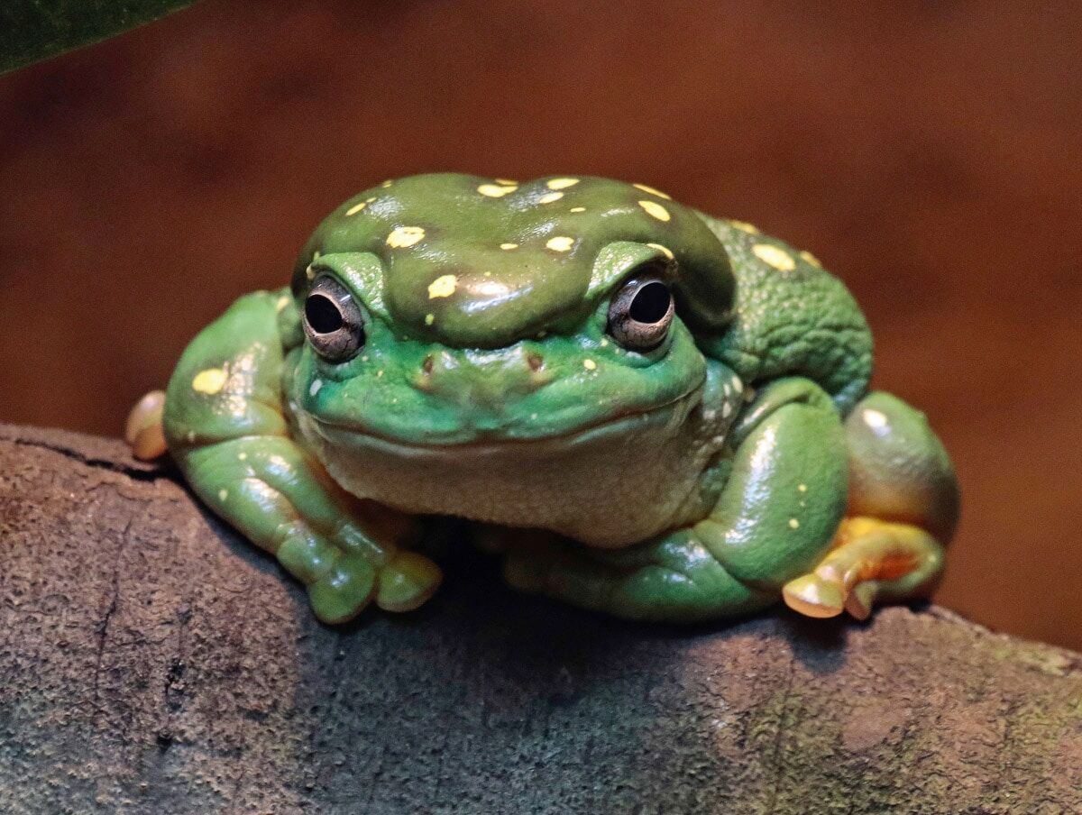 Papermoon "Frosch"